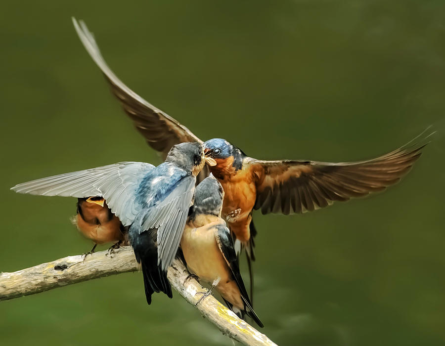 swallows feeding 6 photograph by kenneth haley swallows feeding 6 photograph by kenneth haley