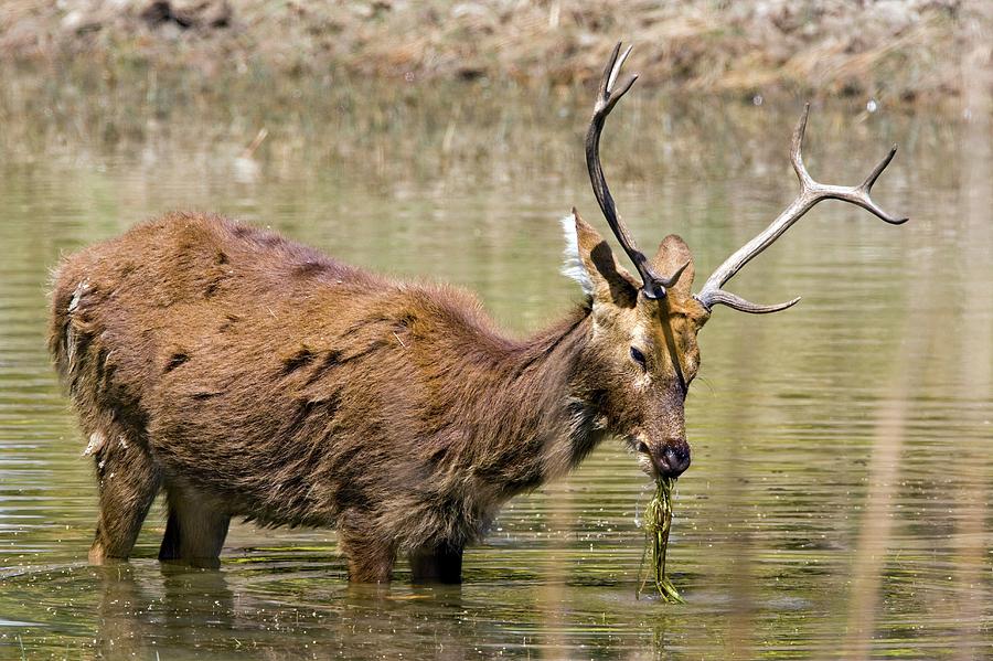 Swamp Deer Photograph By John Devries Science Photo Library Fine Art