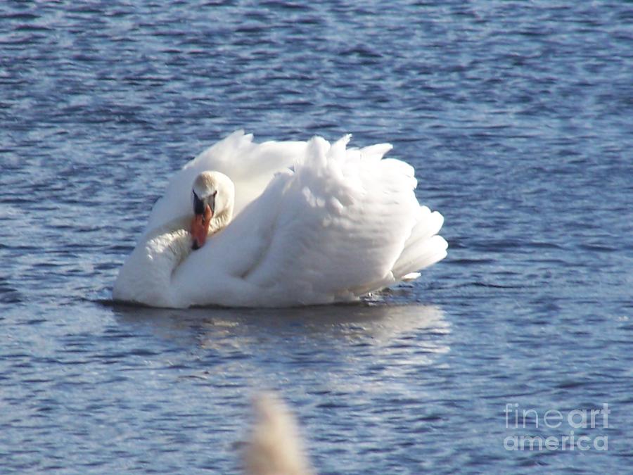 Swan 4 Painting By Sharon Wilkens Fine Art America