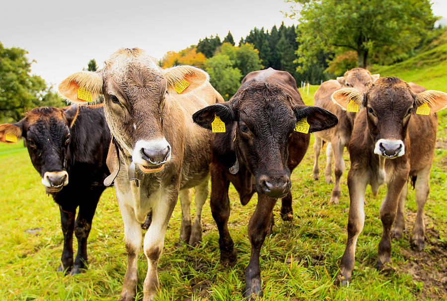  - switzerland-cows-kevin-obrien-