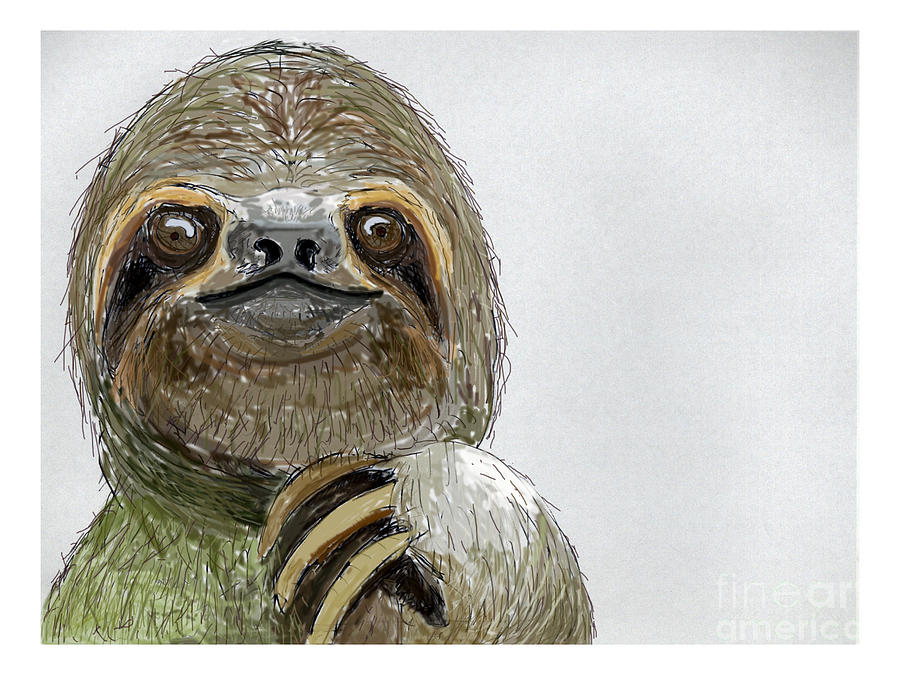 Sydney The Three Toed Sloth Drawing By John Gaffen