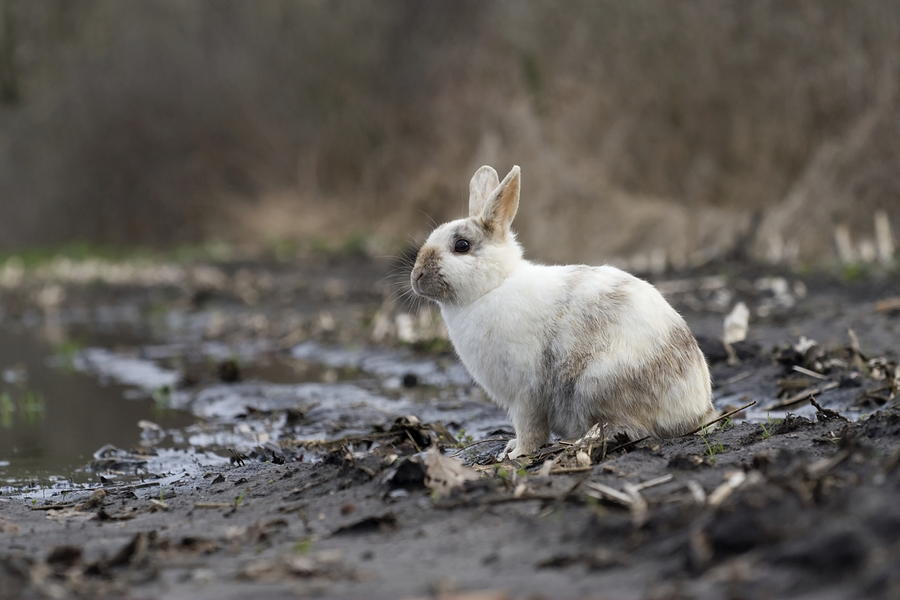  - tame-wild-rabbit-sits-on-farmland-near-farm-netherlands-ronald-jansen