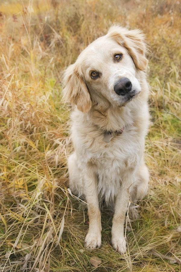 Tan Coloured Mixed Breed Dog Photograph by Darwin Wiggett