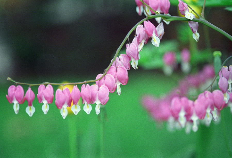 http://images.fineartamerica.com/images-medium-large-5/tear-drop-flowers-harold-e-mccray.jpg