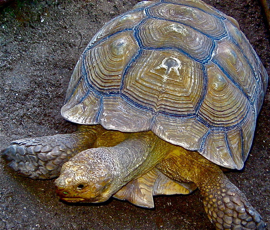 small turtle teddy