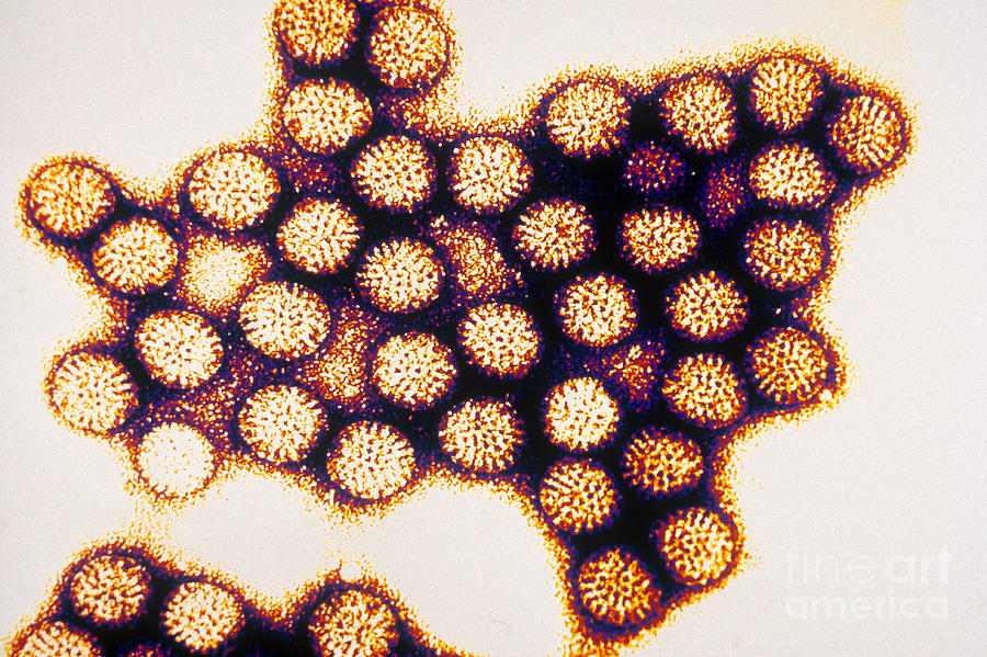 Tem Of Rotavirus Photograph By Scott Camazine Cdc Fine Art America