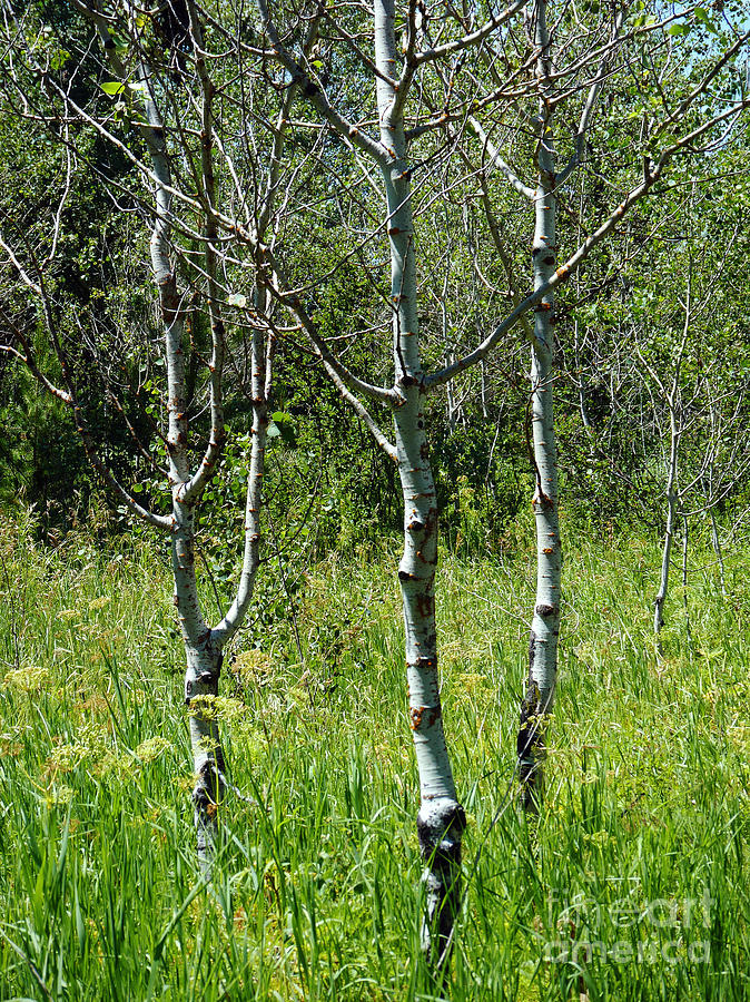 Terpsichore Photograph