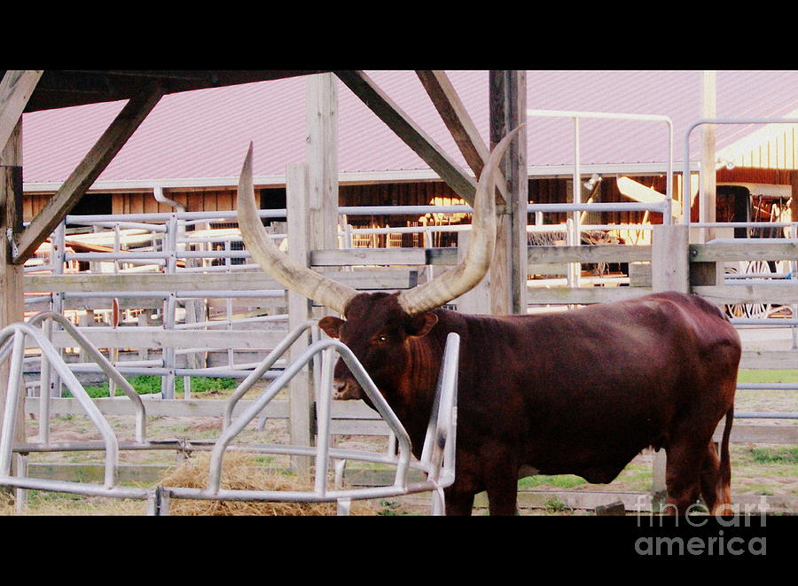  - texan-longhorn-cattle-sherry-gombert