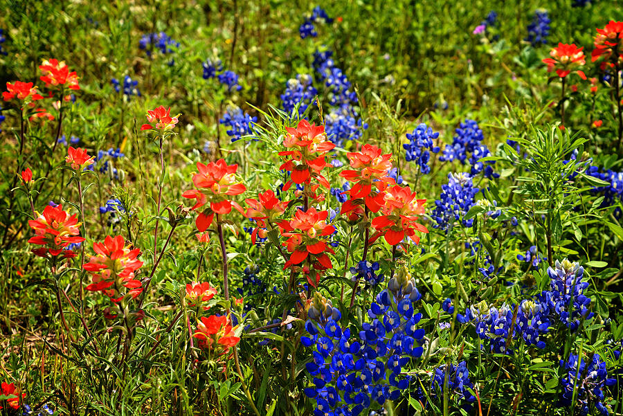 Texas And Red Indian Paintbrush Photograph by Lynn Bauer