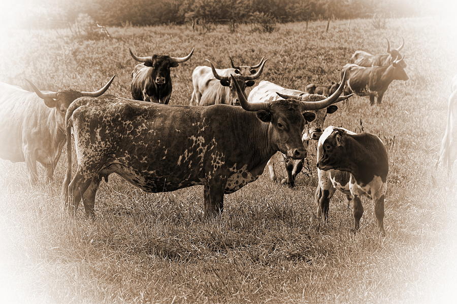 Texas Longhorn Cow And Calf Photograph By Alan Hutchins Fine Art America