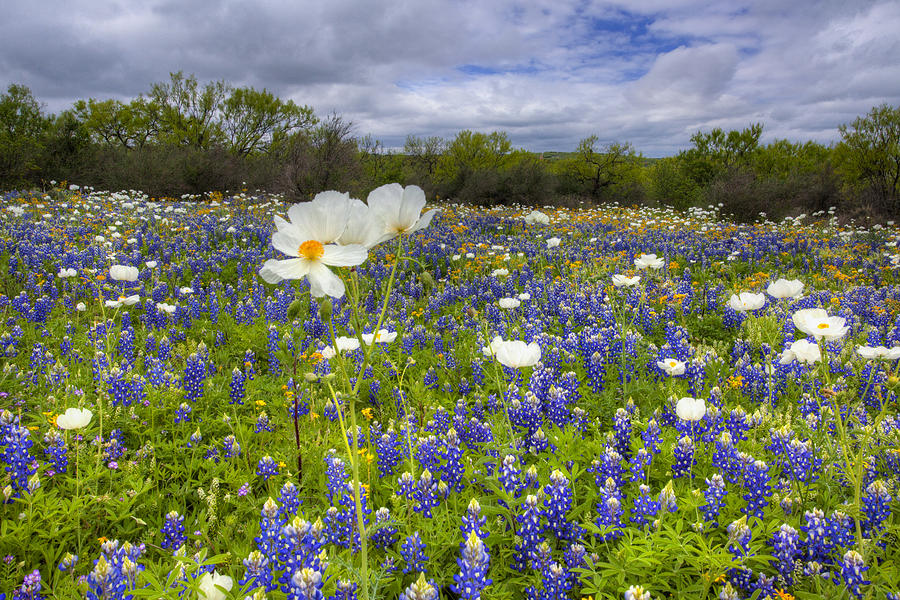 Texas Wildflowers - White Poppies In A Field Of Bluebonnets 1