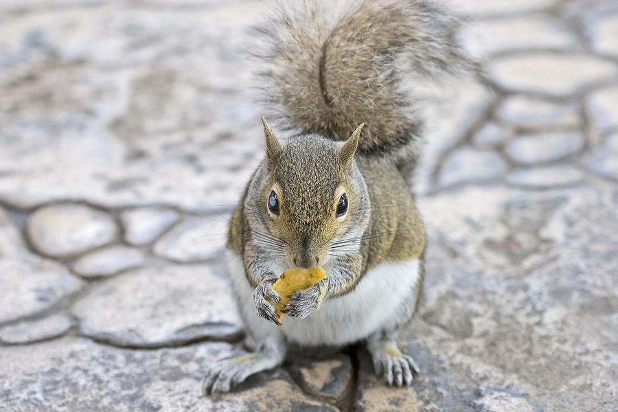 blind squirrel