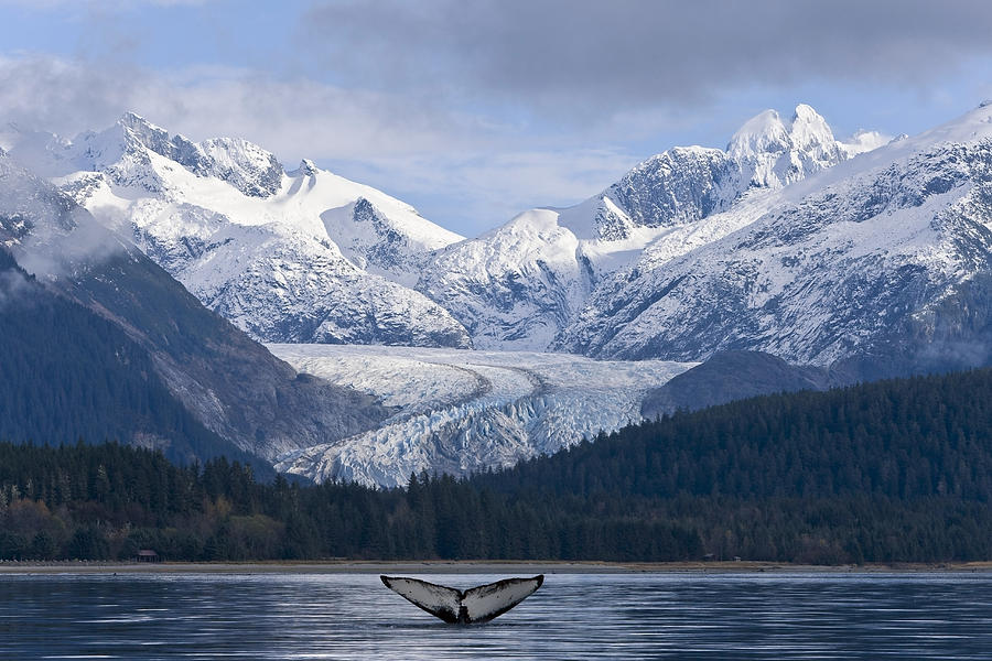 The Fluke Of A Humpback Whale Emerges Photograph By John Hyde Fine