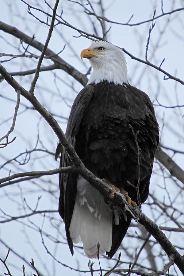 The Mighty Bald Eagle Perched On A Branch In Brackendale B.c Photograph