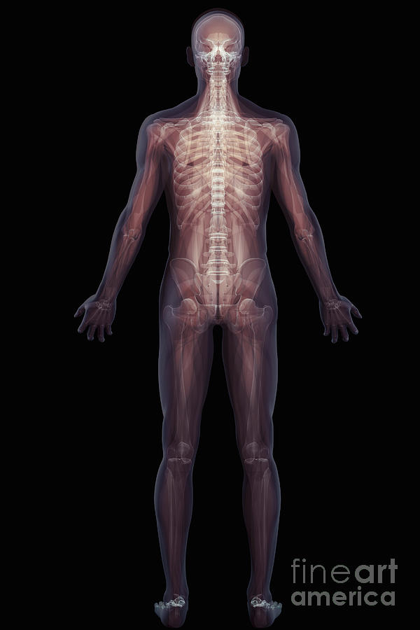 The Musculoskeletal System Rear Photograph By Science Picture Co