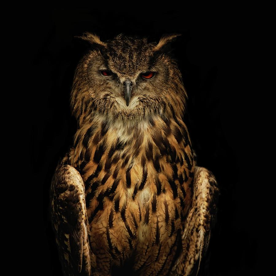 the-owl-lars-van-de-goor.jpg