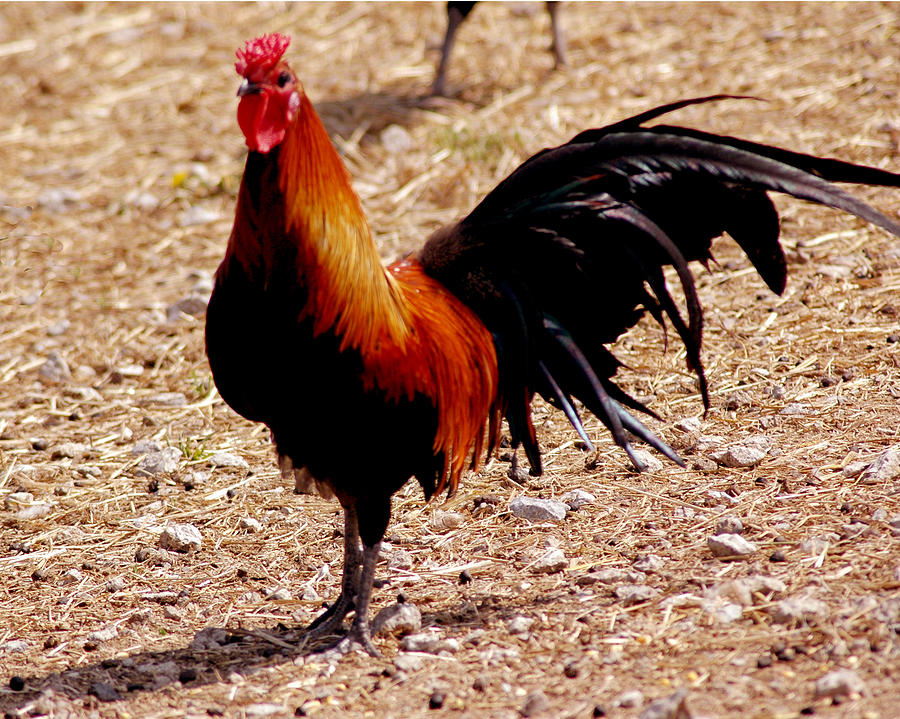 The Rooster Cock A Doodle Doo Photograph By Leeann Mclanegoetz