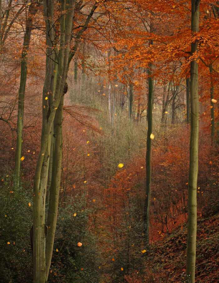 The Sound Of Falling Leaves Photograph The Sound Of Falling Leaves 