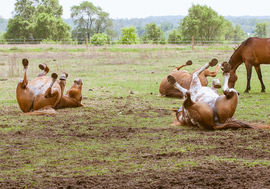 Three Horses Rolling Photograph by Toni Thomas