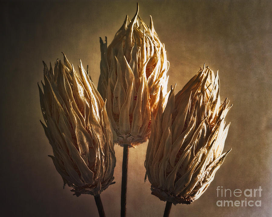 Three Illuminated Pods Photograph By George Oze Fine Art America