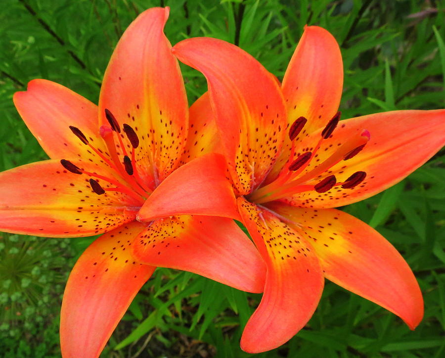 Orange Tiger Lilies Flowers! Pinterest