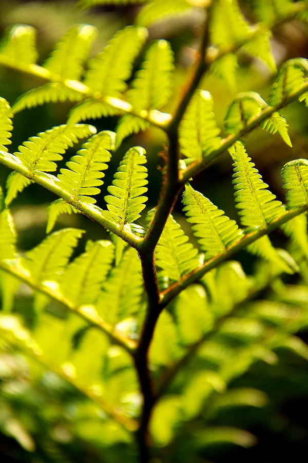  - tree-fern-joseph-manna