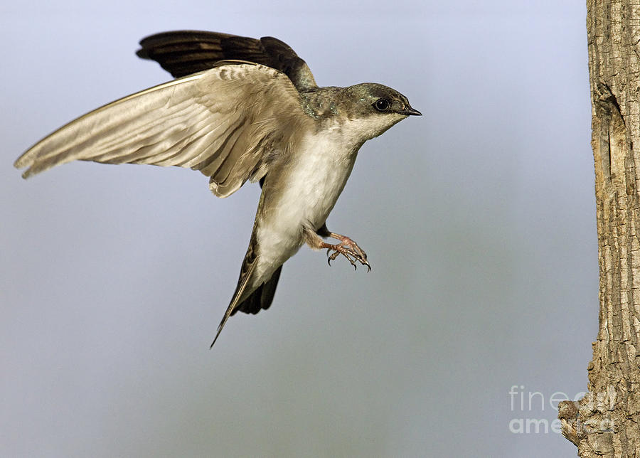 image gallery swallow wings image gallery swallow wings