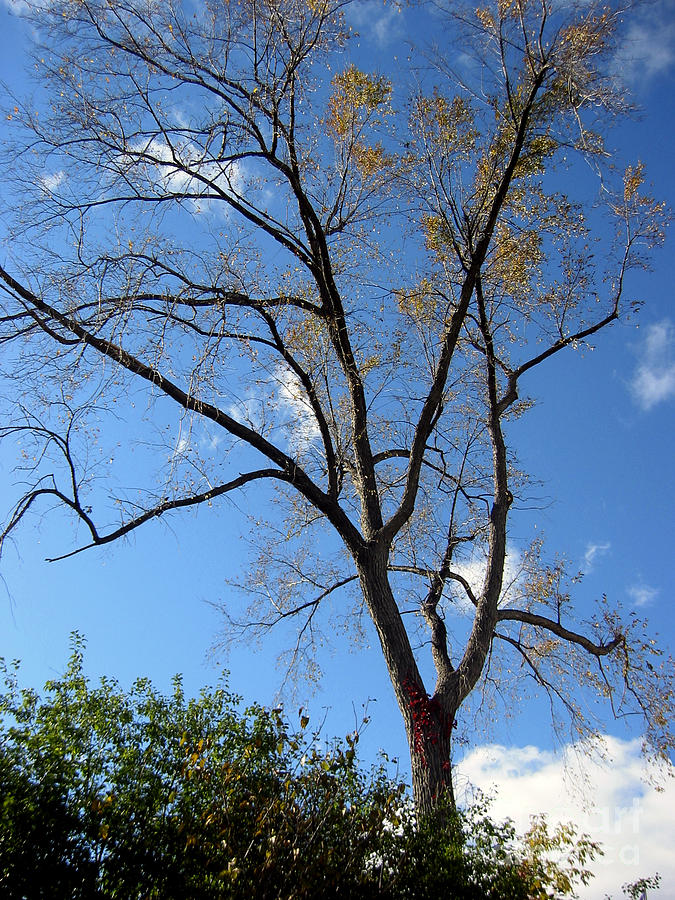  - tree-under-blue-sky-andre-paquin