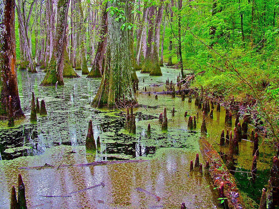Trees And Knees Of Water Tupelo/cypress Swamp At Mile 122 Along Natchez