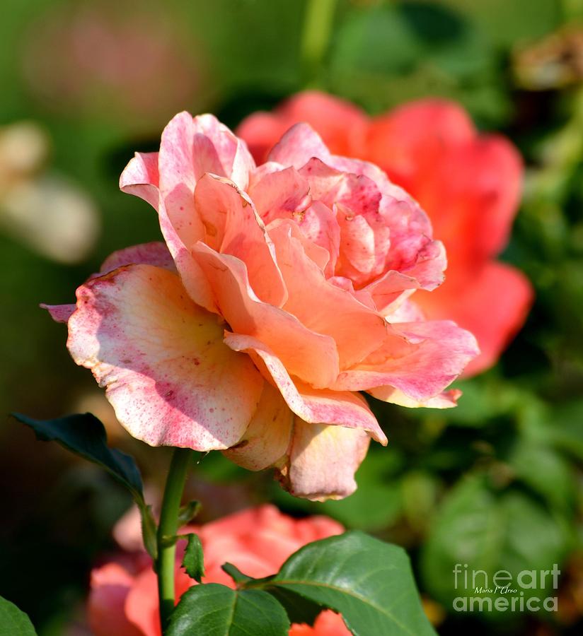 Tri-colored Rose Photograph by Maria Urso