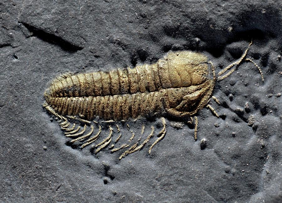 Trilobite Triarthus Eatoni Legs Preserved Photograph By Paul D Stewart