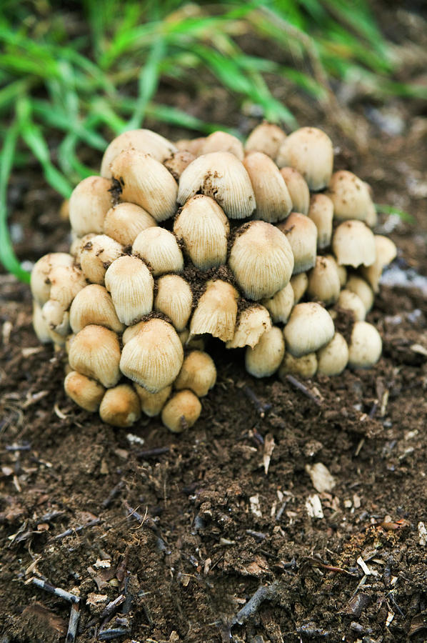 Trooping Crumble Cap Fungi Photograph By Gustoimages Science Photo