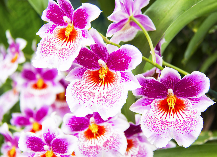 Tropical Miltoniopsis Purple Orchids Photograph by Daphne