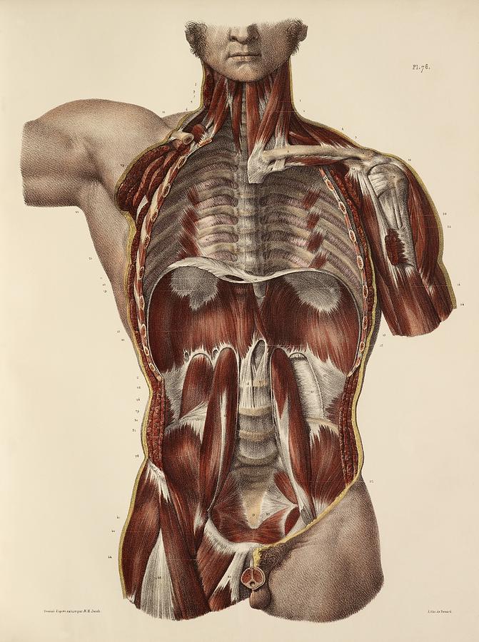 Trunk Muscle Anatomy, 1831 Artwork Photograph by Science Photo Library
