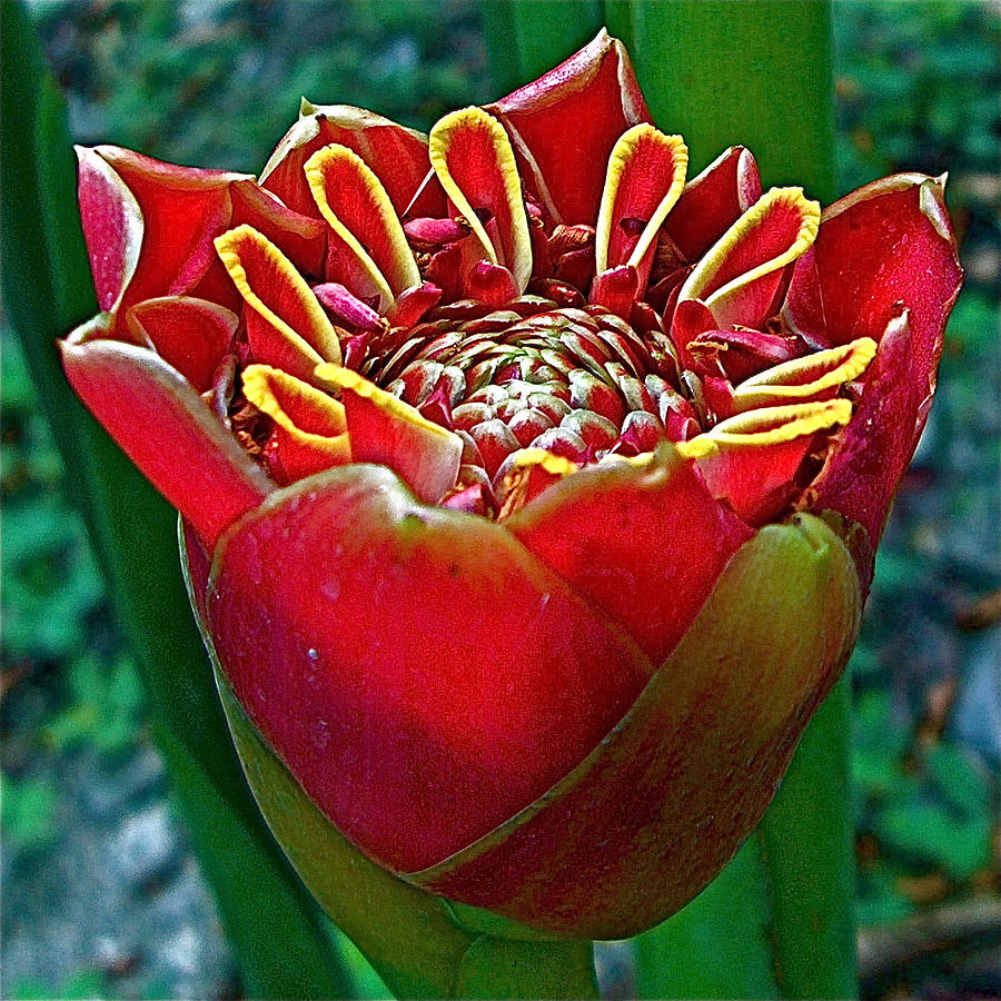  - tulip-torch-ginger-in-quepos-costa-rica-ruth-hager