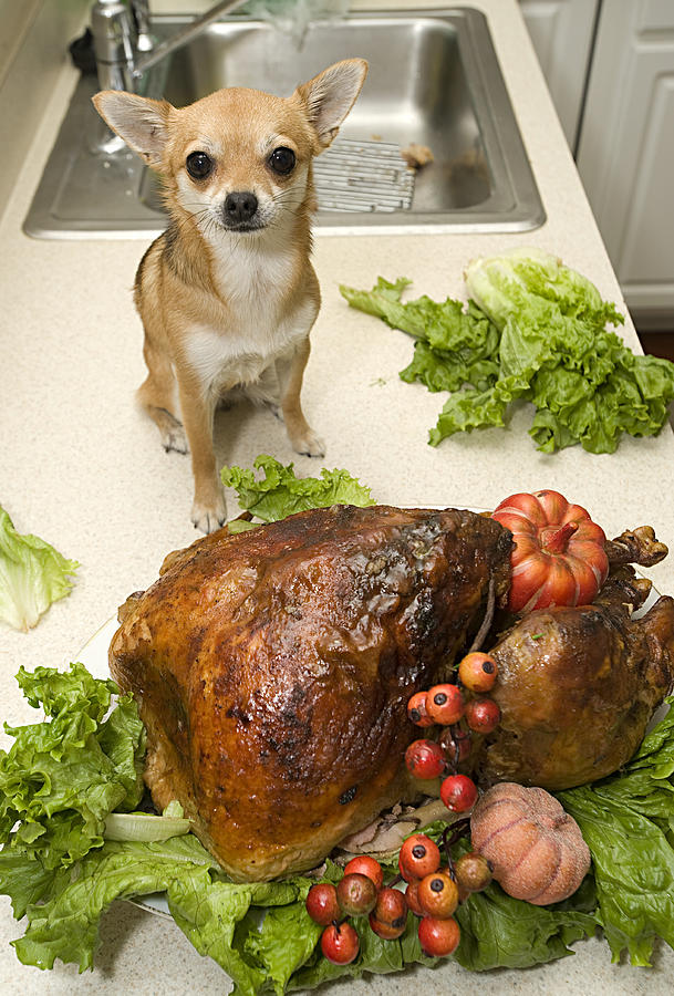 Turkey And Dog graph by Jodi Jacobson turkey and dog jodi jacobson