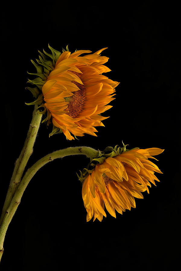  - two-sunflowers-rick-barnard