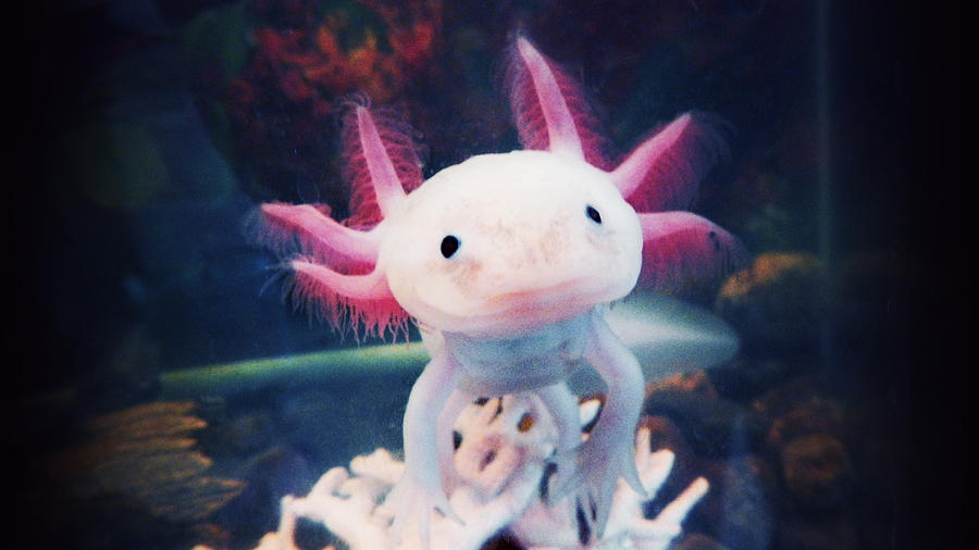 vicious-the-axolotl-kristina-savasta.jpg