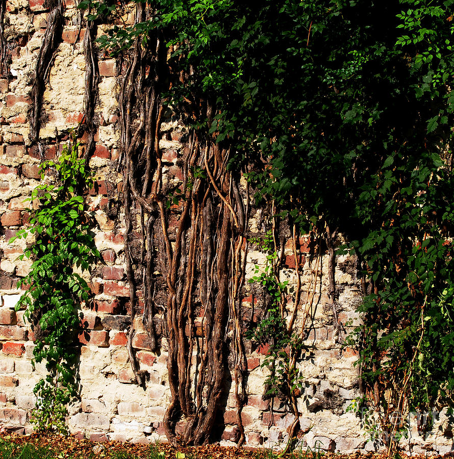 Vines On Old Brick Wall Photograph Vines On Old Brick Wall Fine Art Print