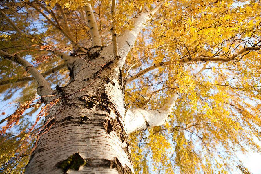 Weeping Birch In Autumn Photograph by Cindy Singleton