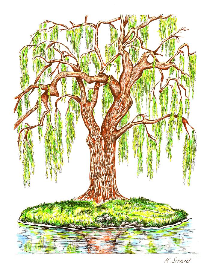 Weeping Willow Drawing by Karen Sirard