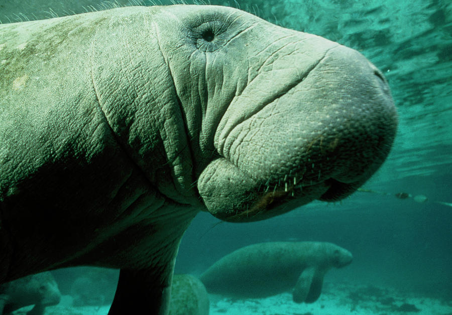 West Indian Manatees Photograph By Rudiger Lehnen Science Photo Library