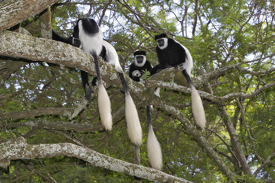 Western Black And White Colobus Monkeys Photograph By M Watson Pixels