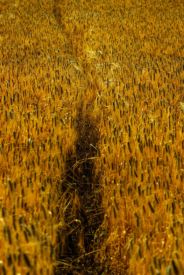  - wheat-field-2-david-de-franceschi