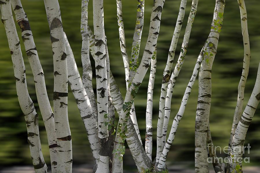  - white-birch-beauty-zbigniew-krol