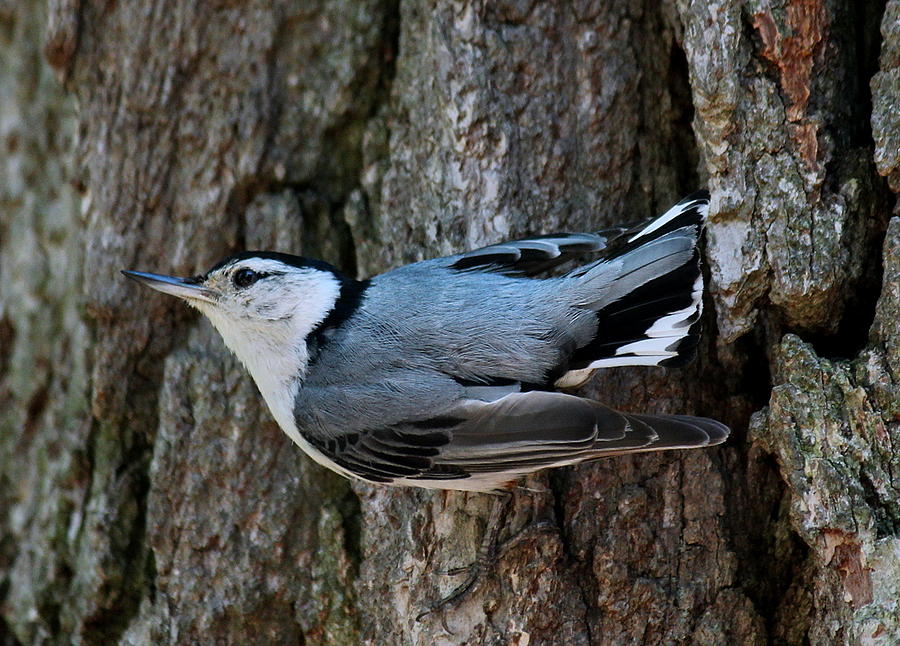 White Breasted Nut Hatch Photograph By Rosanne Jordan Pixels