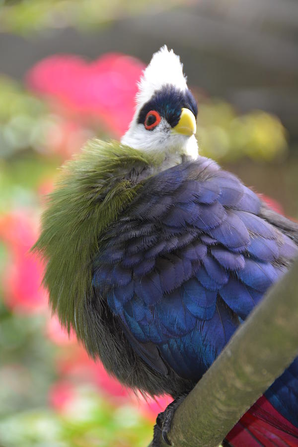  - white-crested-turaco-michael-gooch