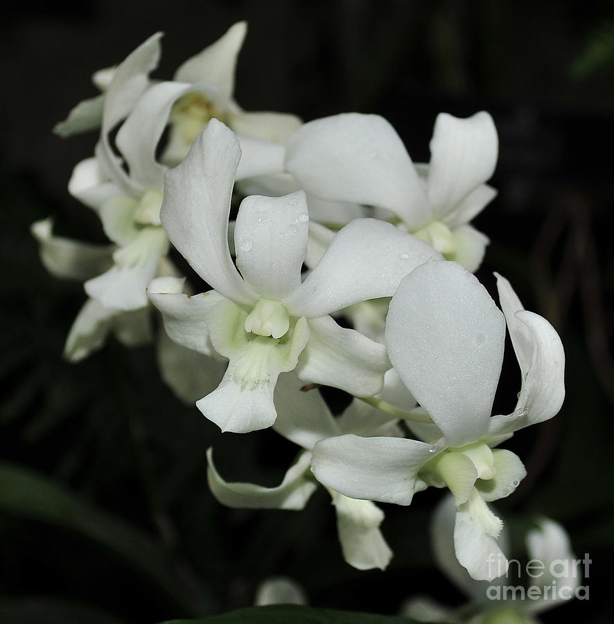 Orchid Dendrobium White