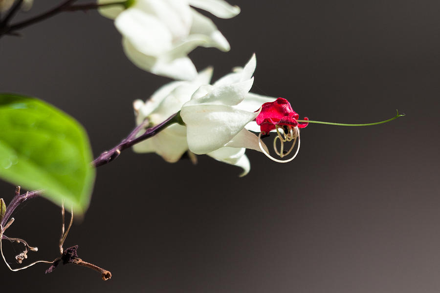 White Flower With A Red Center by Craig Lapsley