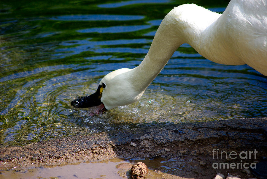 White Goose